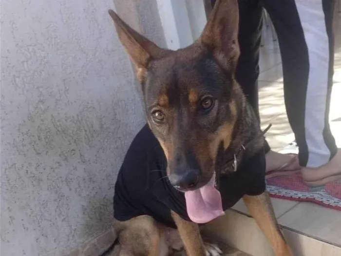 Cachorro ra a Pastor Alemão idade 3 anos nome Kiara