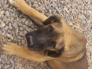 Cachorro raça SRD-ViraLata idade 2 a 6 meses nome Drack