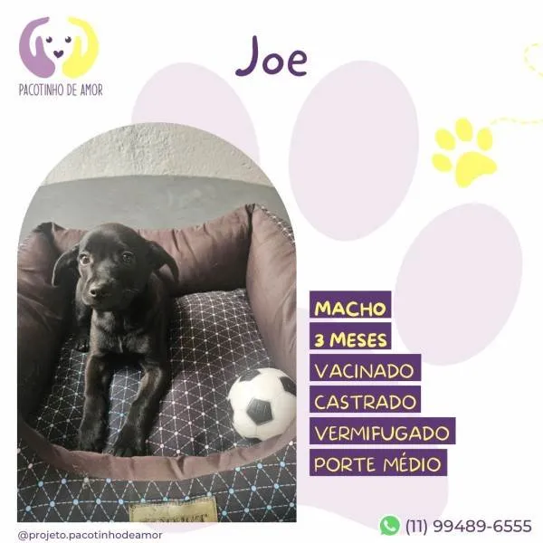 Cachorro ra a SRD-ViraLata idade 2 a 6 meses nome Joe