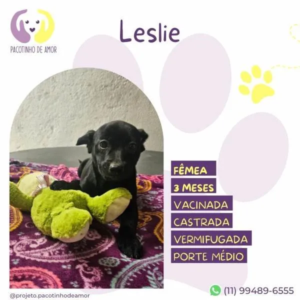 Cachorro ra a SRD-ViraLata idade 2 a 6 meses nome Leslie