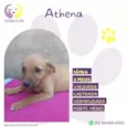 Athena