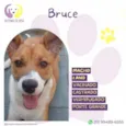 Bruce