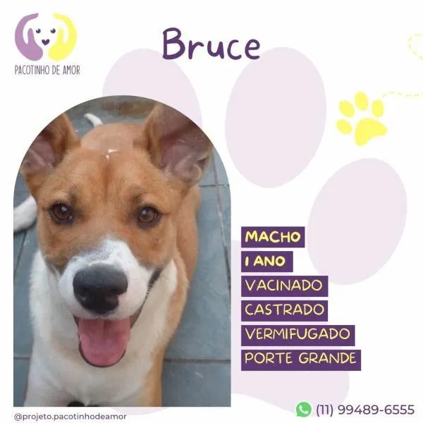 Cachorro ra a SRD-ViraLata idade 1 ano nome Bruce