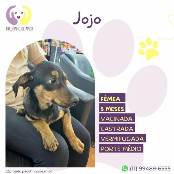 Cachorro ra a SRD-ViraLata idade 1 ano nome Jojo