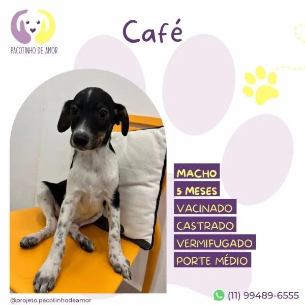 Cachorro ra a SRD-ViraLata idade 1 ano nome Cafe