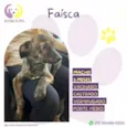 Faisca