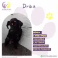 Drika