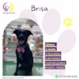 Brisa