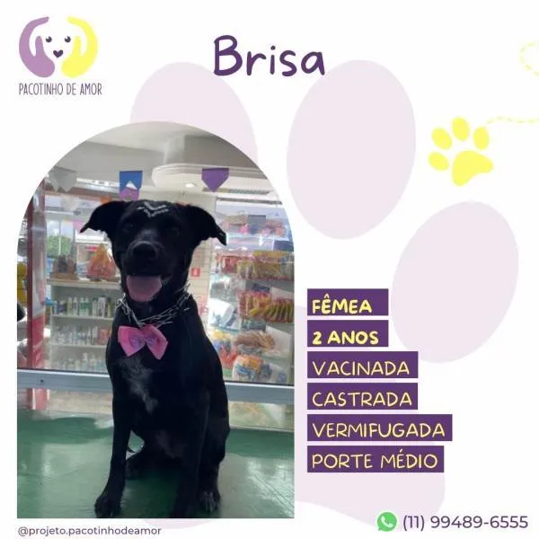 Cachorro ra a SRD-ViraLata idade 1 ano nome Brisa