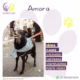 Amora