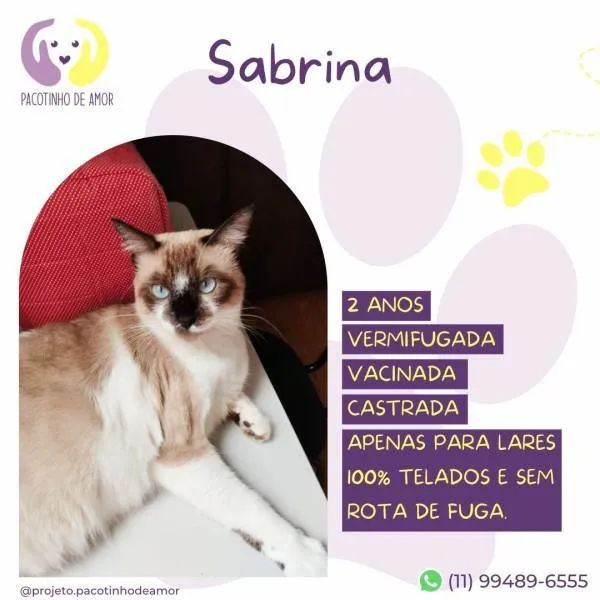 Gato ra a SRD-ViraLata idade 1 ano nome Sabrina