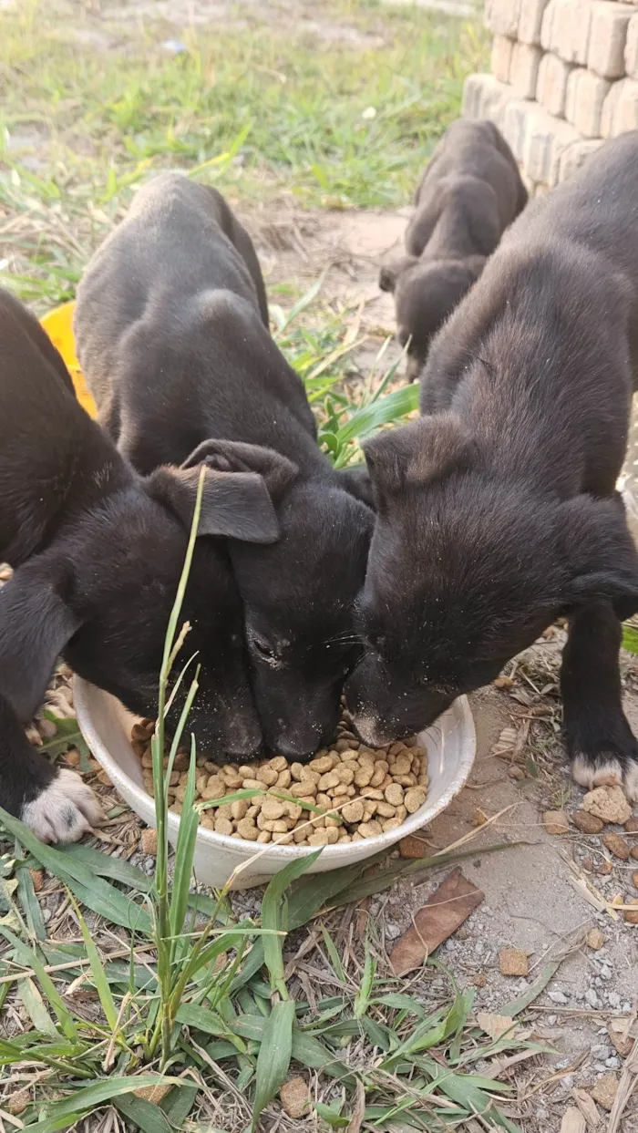 Cachorro ra a SRD-ViraLata idade 2 a 6 meses nome Sorriso