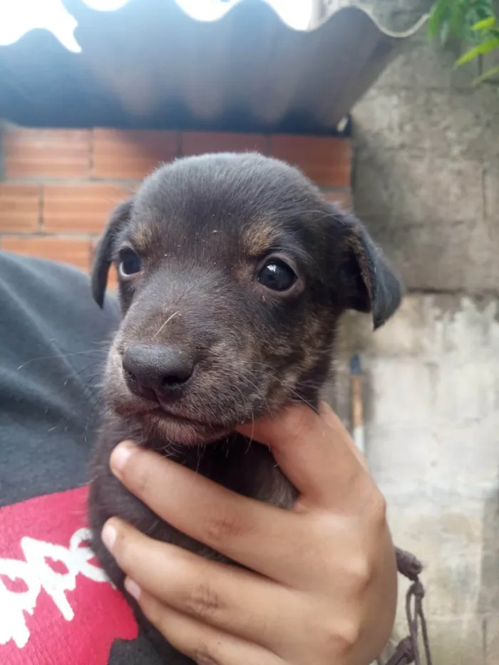 Cachorro ra a SRD-ViraLata idade Abaixo de 2 meses nome Brownie