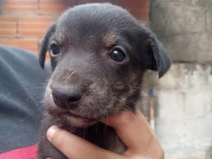 Cachorro raça SRD-ViraLata idade Abaixo de 2 meses nome Brownie