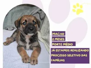 Cachorro raça SRD-ViraLata idade 2 a 6 meses nome Piper