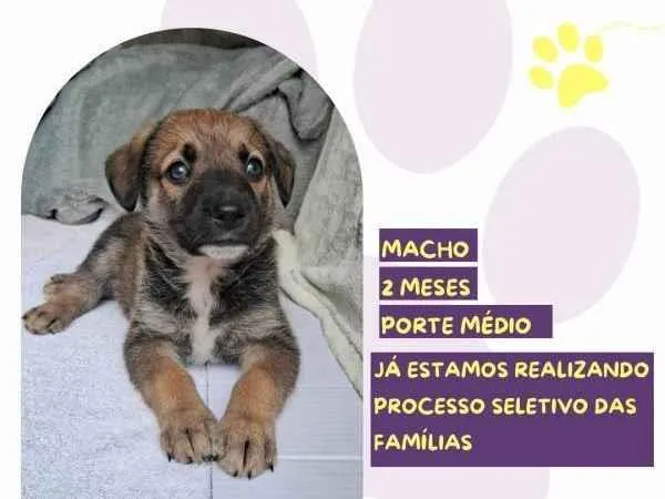 Cachorro ra a SRD-ViraLata idade 2 a 6 meses nome Piper