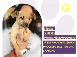 Cachorro raça SRD-ViraLata idade 2 a 6 meses nome Minnie