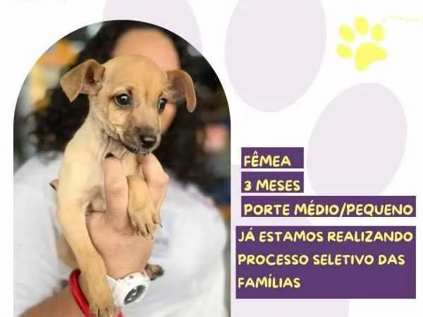 Cachorro ra a SRD-ViraLata idade 2 a 6 meses nome Minnie