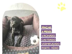 Cachorro raça SRD-ViraLata idade 2 a 6 meses nome Joe