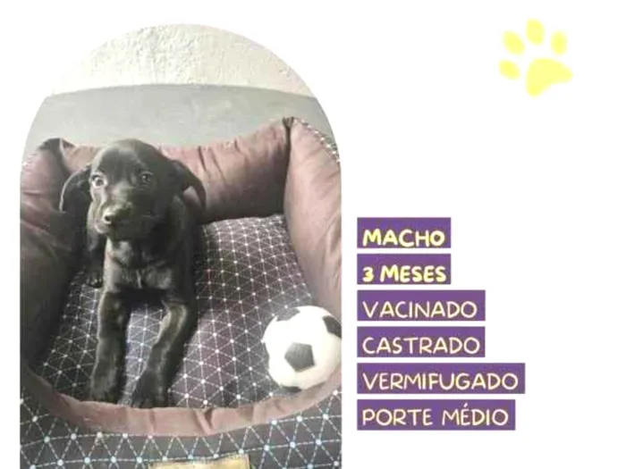 Cachorro ra a SRD-ViraLata idade 2 a 6 meses nome Joe