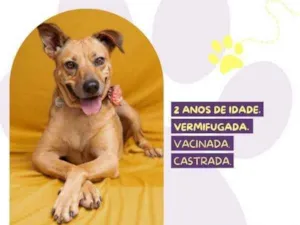 Cachorro raça SRD-ViraLata idade 1 ano nome Caramela