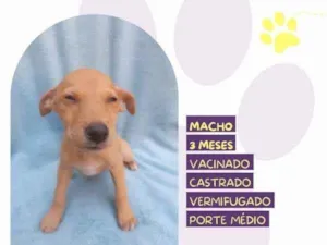 Cachorro raça SRD-ViraLata idade 2 a 6 meses nome Buck