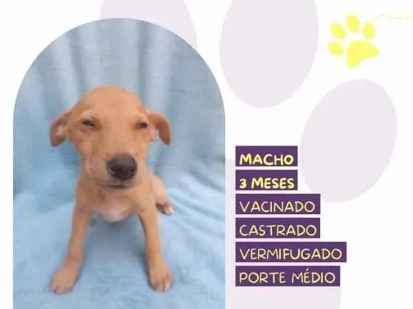 Cachorro ra a SRD-ViraLata idade 2 a 6 meses nome Buck