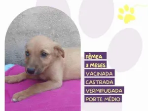 Cachorro raça SRD-ViraLata idade 2 a 6 meses nome Athena