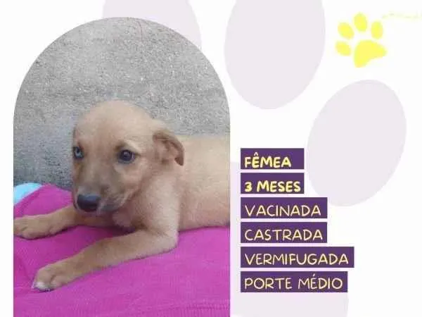 Cachorro ra a SRD-ViraLata idade 2 a 6 meses nome Athena