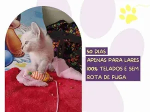 Cachorro raça SRD-ViraLata idade 1 ano nome Duquesa