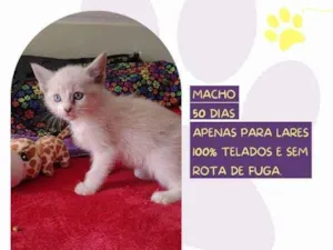 Gato raça SRD-ViraLata idade 2 a 6 meses nome Sparks