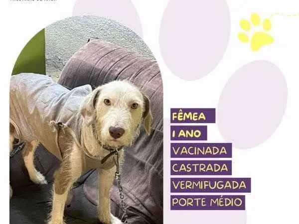 Cachorro ra a SRD-ViraLata idade 1 ano nome Branca