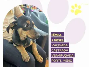 Cachorro raça SRD-ViraLata idade 1 ano nome Jojo