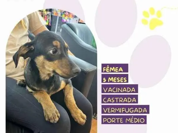 Cachorro ra a SRD-ViraLata idade 1 ano nome Jojo