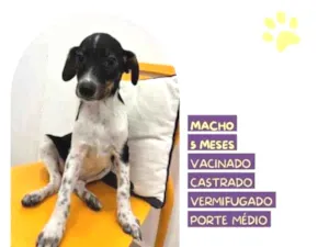 Cachorro raça SRD-ViraLata idade 1 ano nome Cafe