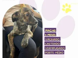 Cachorro raça SRD-ViraLata idade 1 ano nome Faisca