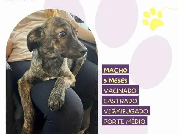 Cachorro ra a SRD-ViraLata idade 1 ano nome Faisca