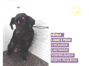 Cachorro raça SRD-ViraLata idade 1 ano nome Drika