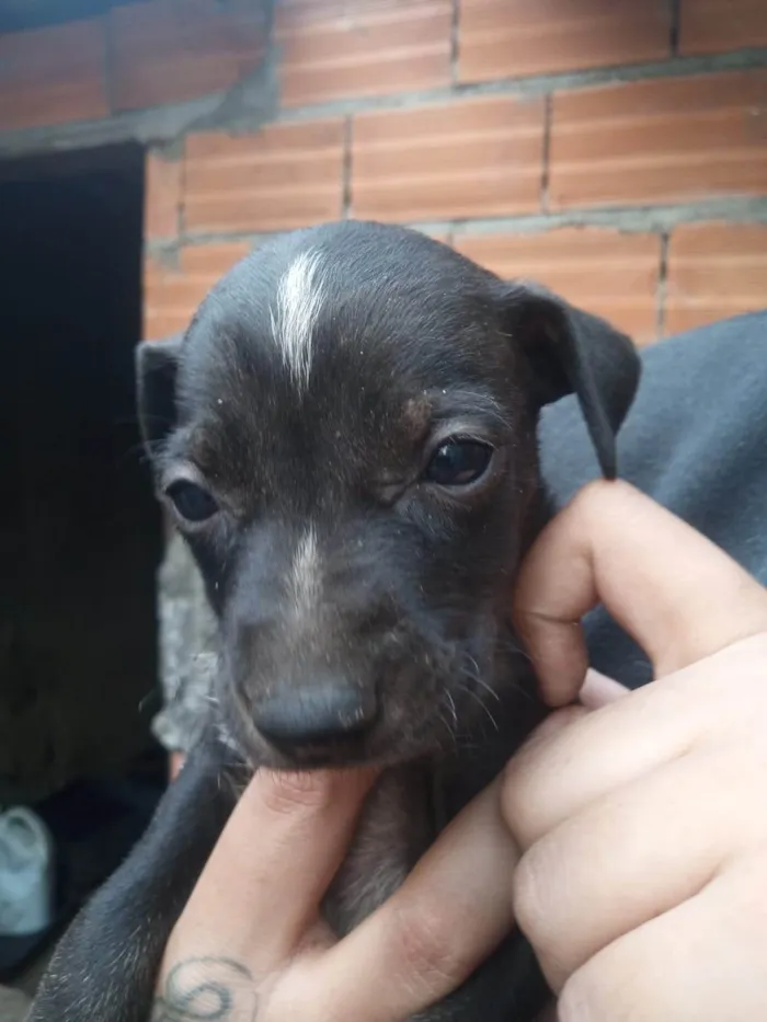 Cachorro ra a SRD-ViraLata idade Abaixo de 2 meses nome Pérola