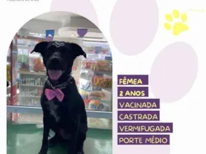 Cachorro raça SRD-ViraLata idade 1 ano nome Brisa