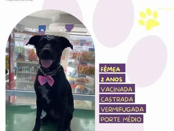 Cachorro ra a SRD-ViraLata idade 1 ano nome Brisa