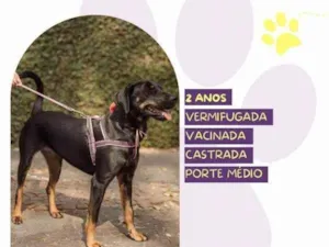 Cachorro raça SRD-ViraLata idade 1 ano nome Bel