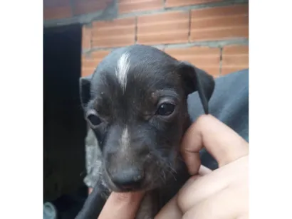 Cachorro raça SRD-ViraLata idade Abaixo de 2 meses nome Pérola