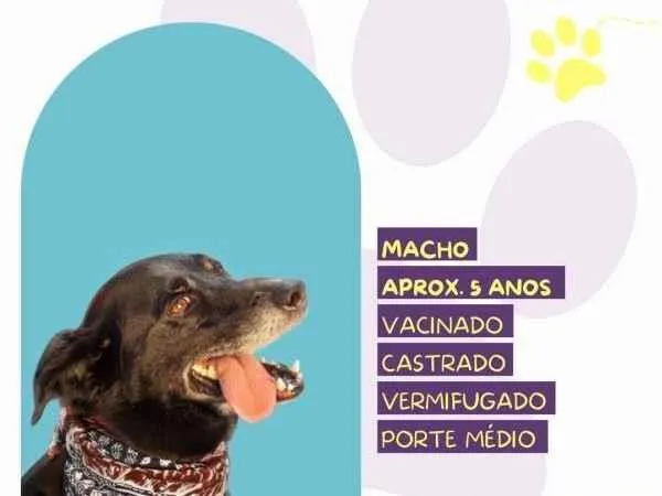 Cachorro ra a SRD-ViraLata idade 1 ano nome Zulu