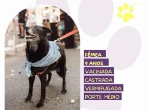 Cachorro raça SRD-ViraLata idade 1 ano nome Amora