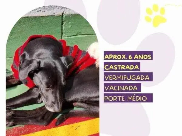 Cachorro ra a SRD-ViraLata idade 1 ano nome Tatiane