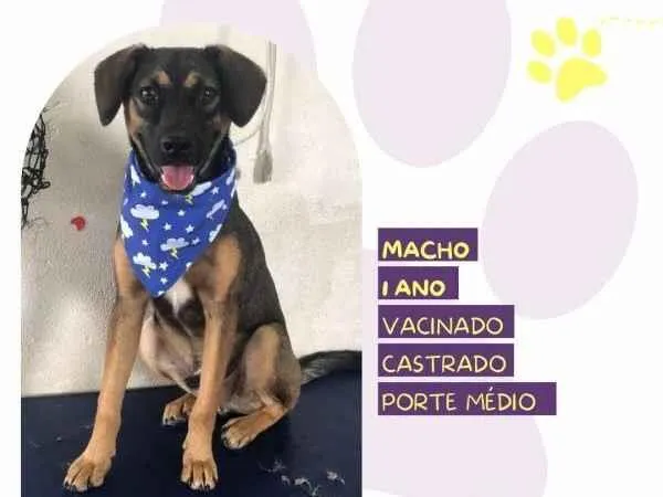 Cachorro ra a SRD-ViraLata idade 1 ano nome Duqueee