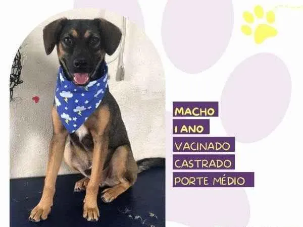 Cachorro ra a SRD-ViraLata idade 1 ano nome Duque