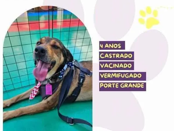 Cachorro ra a SRD-ViraLata idade 1 ano nome Pluto