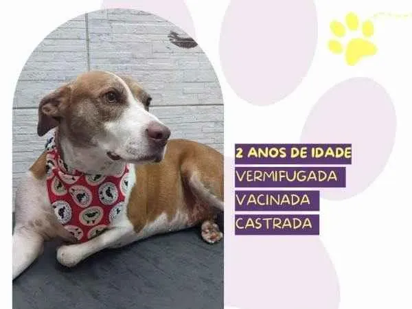 Cachorro ra a SRD-ViraLata idade 1 ano nome Zara